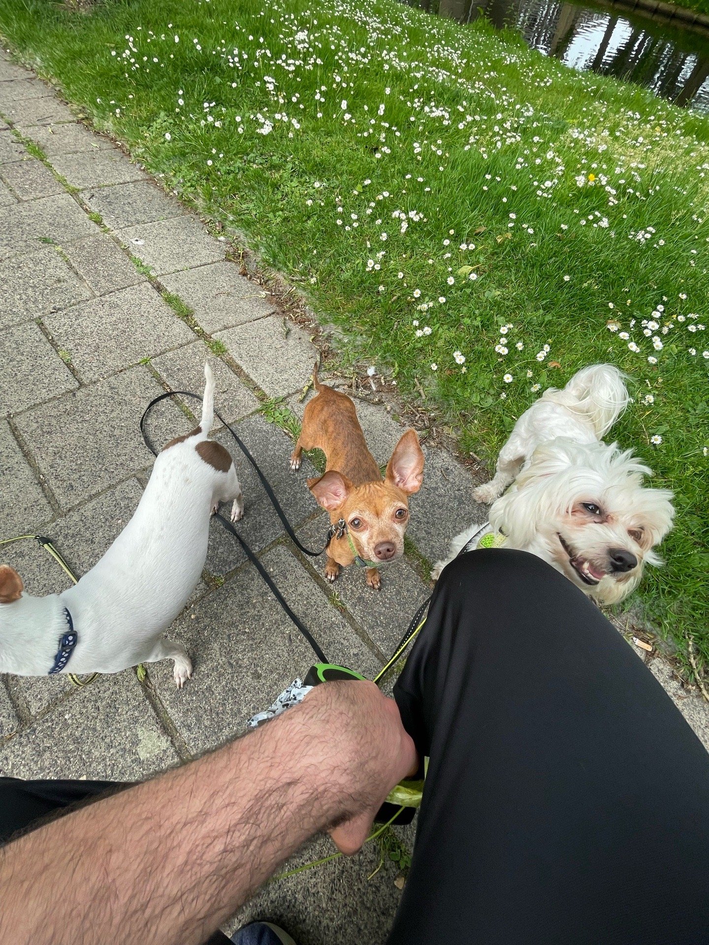 Derrick, pet sitter in Rotterdam, photo 4