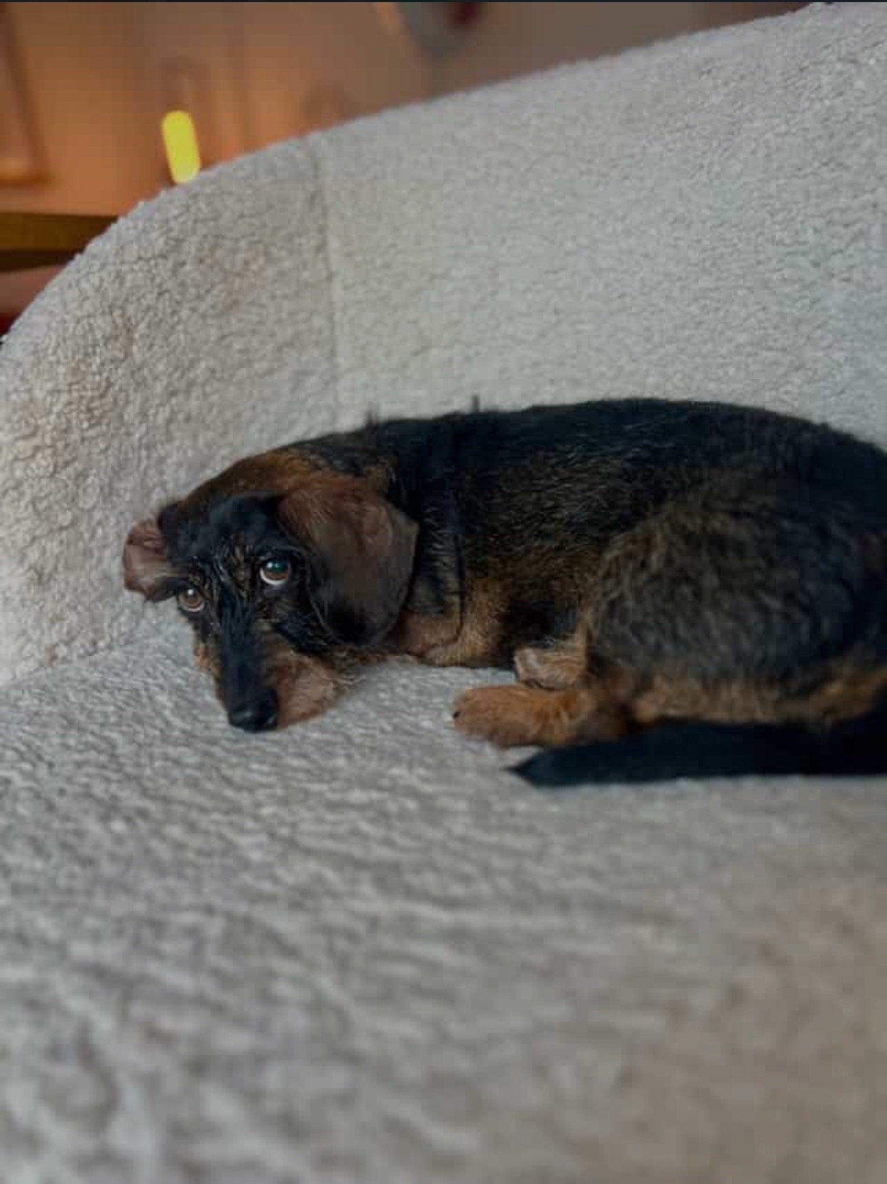 maike, pet sitter in Amsterdam, photo 2