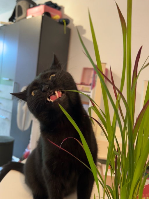 Irene, pet sitter in Breda, photo 3