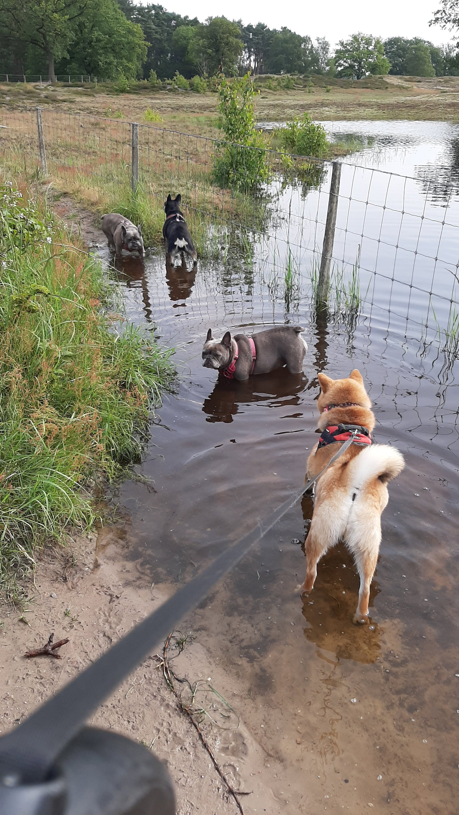 ieleke, pet sitter in Eemnes, photo 4