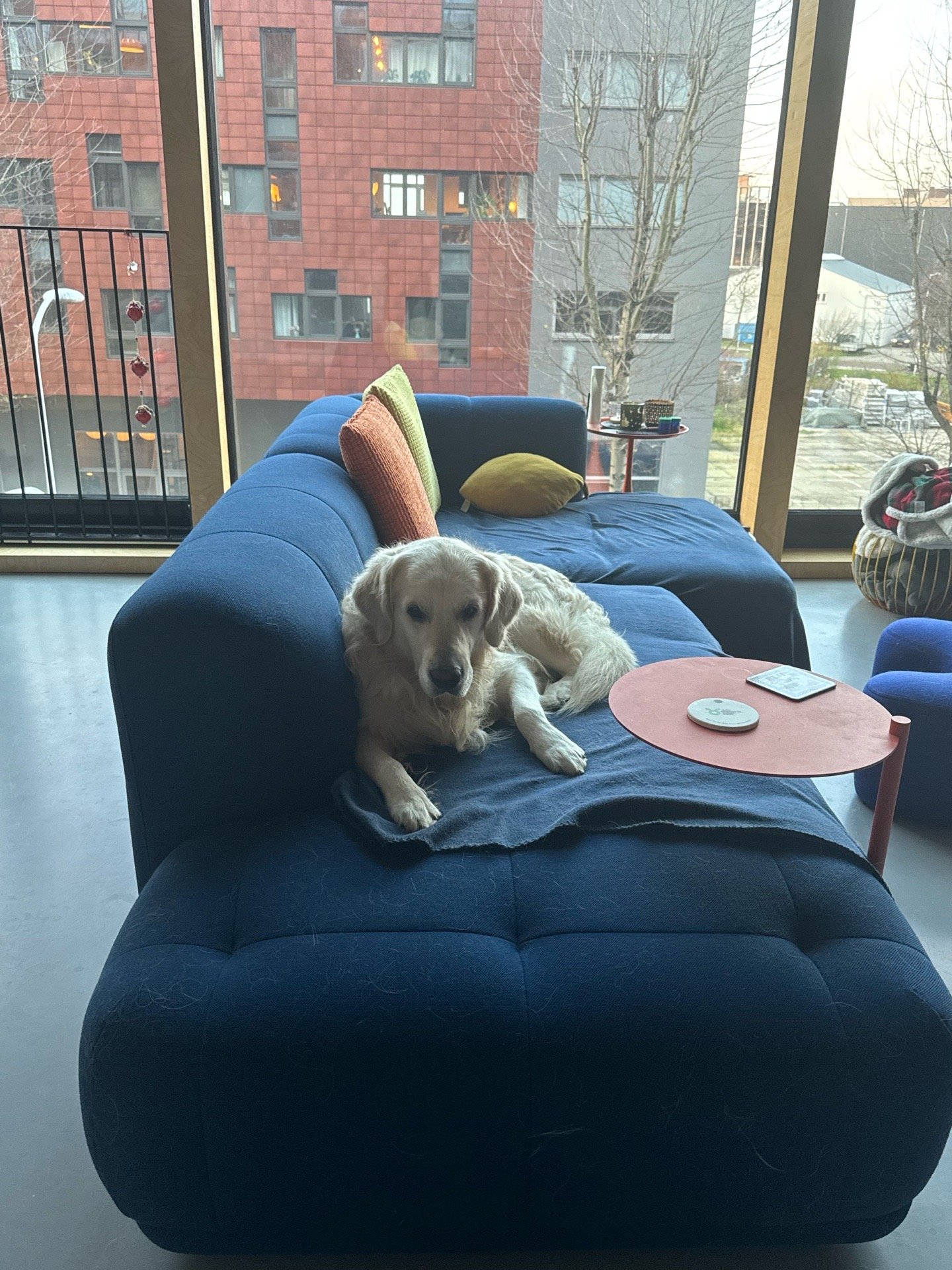 Roxana, pet sitter in Amsterdam, photo 5