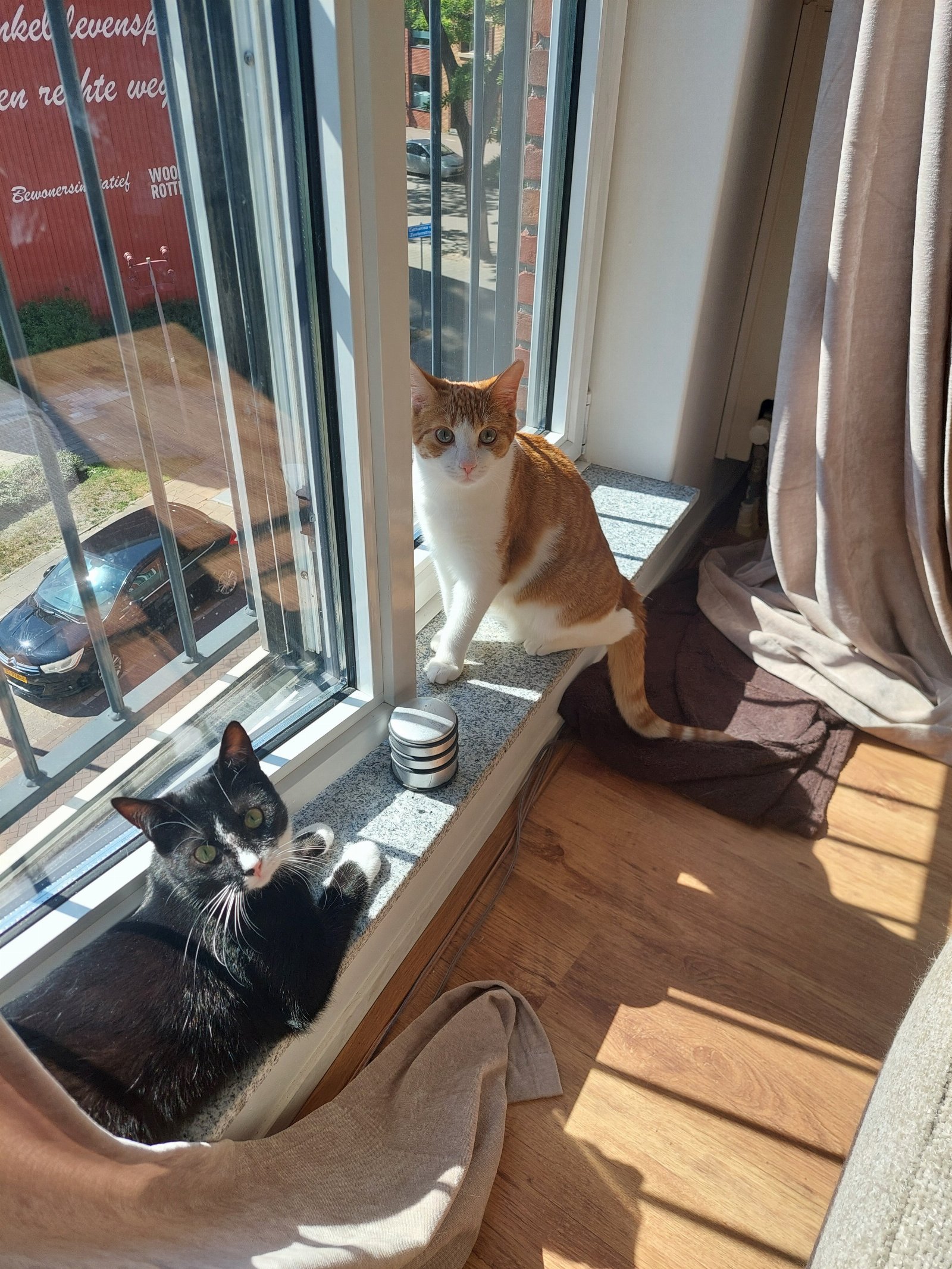 Manon, pet sitter in Rijswijk, photo 2