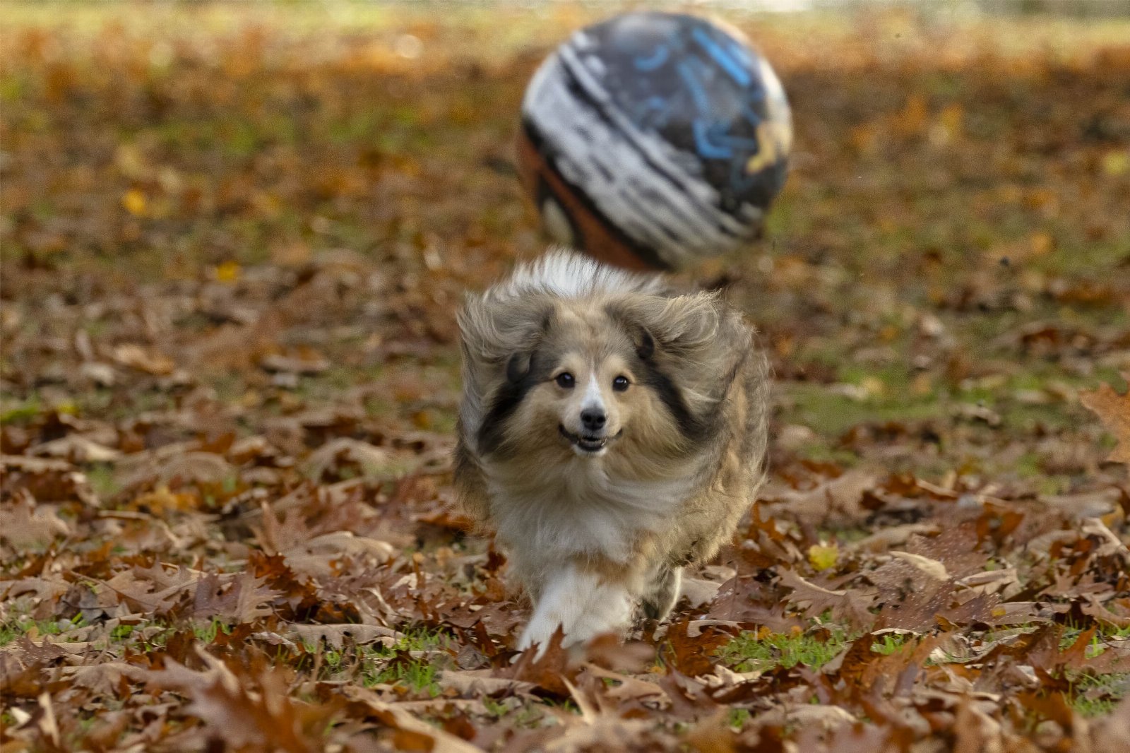 Lotte, pet sitter in Ede, photo 1