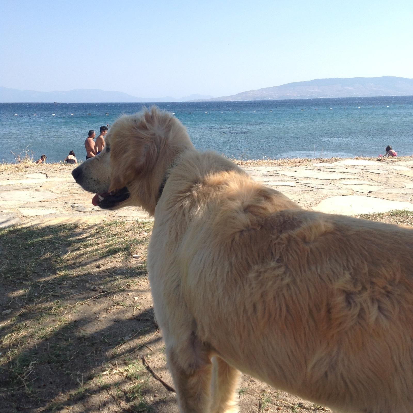 Mert, pet sitter in Beverwijk, photo 4