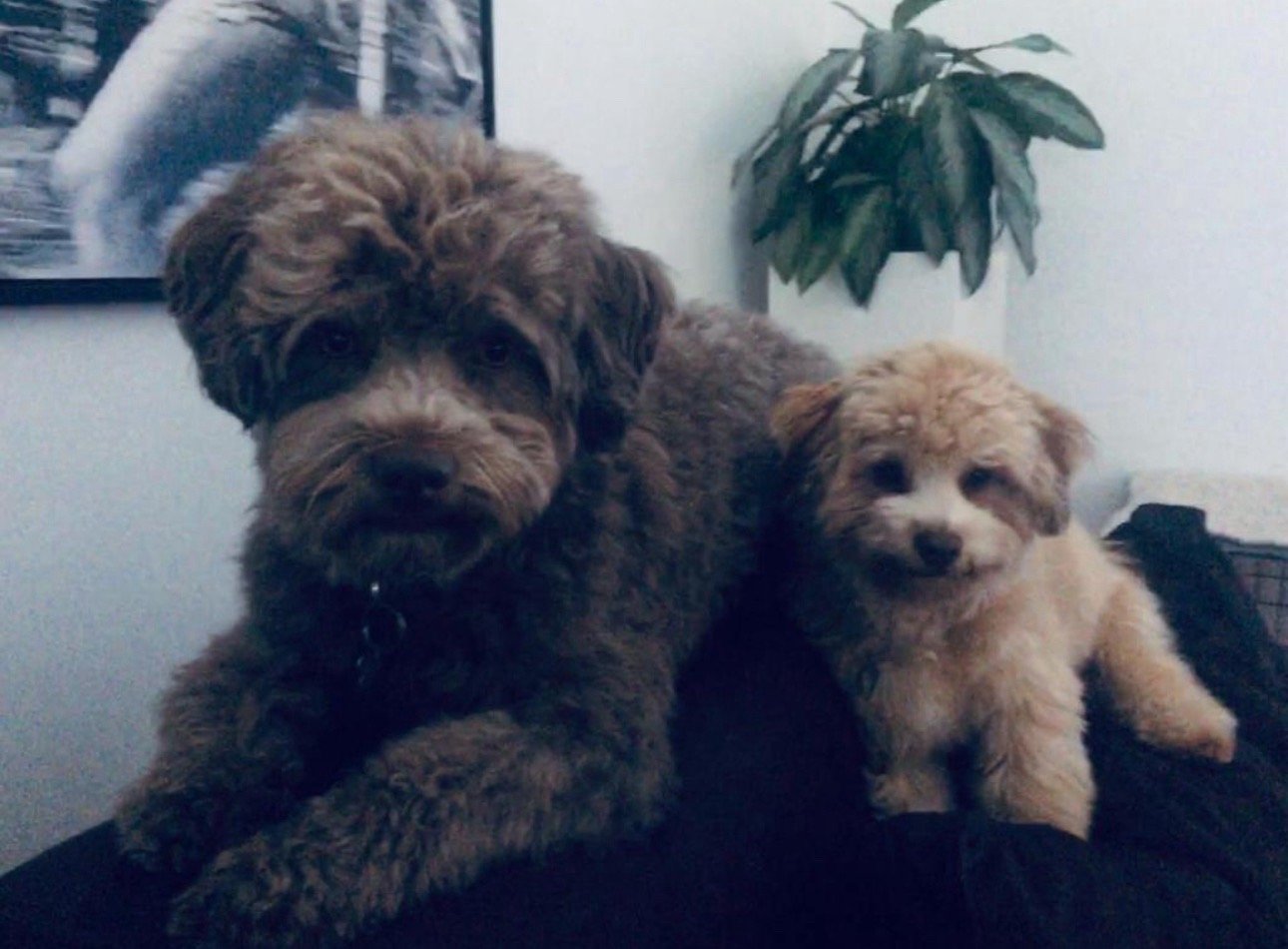 Dieuwertje, pet sitter in Amsterdam, photo 1