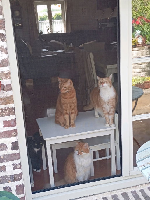 Sverre, pet sitter in Goes, photo 1