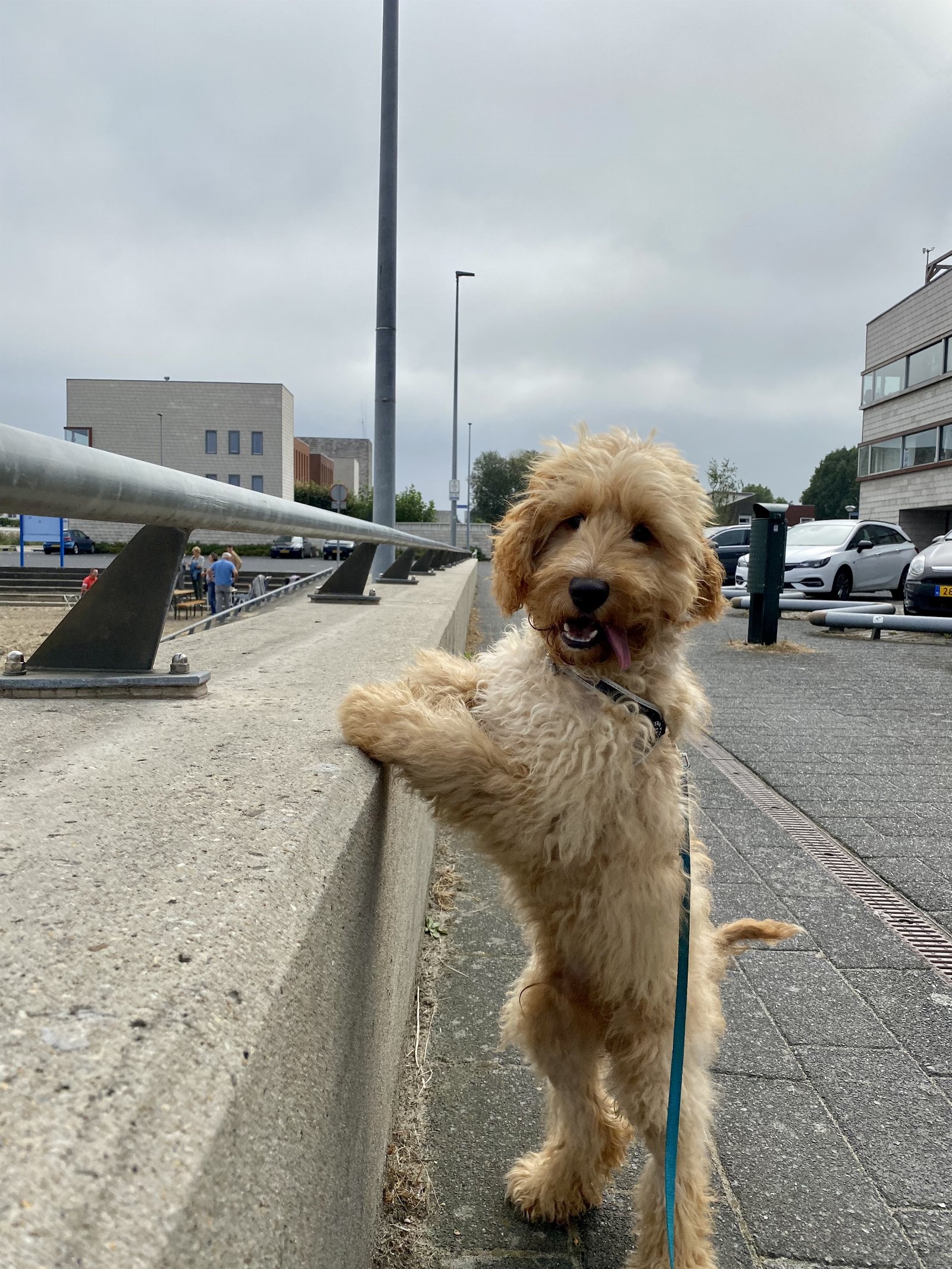 Zoë, pet sitter in Amsterdam, photo 2