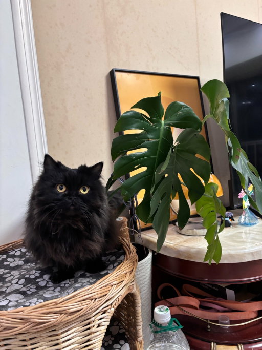 Sam, pet sitter in Diemen, photo 2