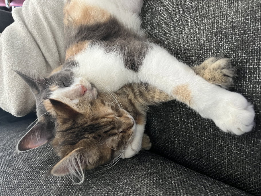 Anouk, pet sitter in Nijmegen, photo 1