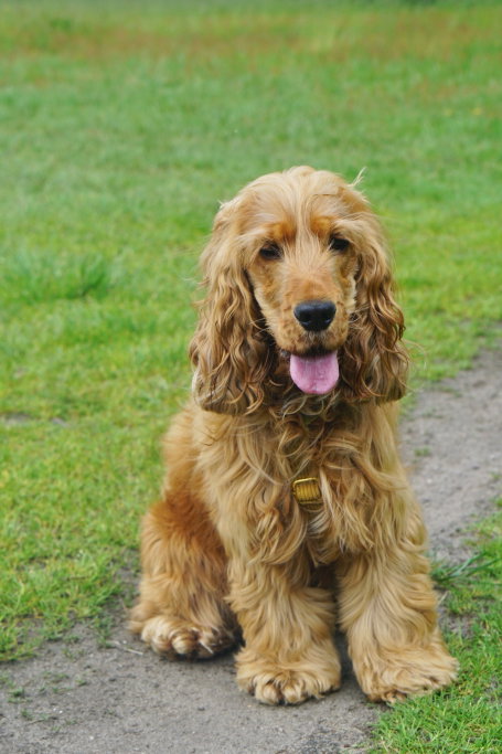 Jasmin, pet sitter in Huizen, photo 1