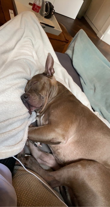 Rhodée, pet sitter in Amsterdam, photo 1