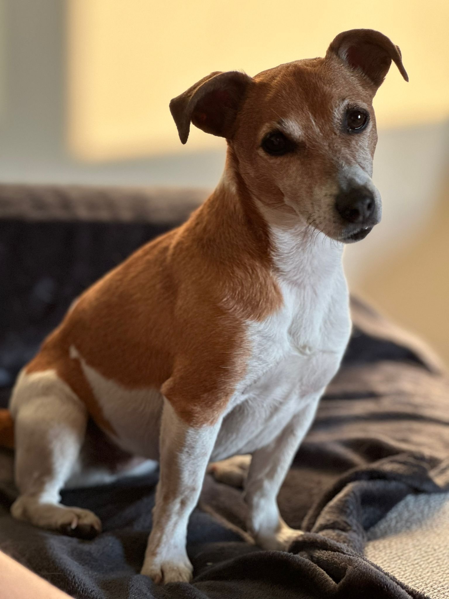 Annefleur, pet sitter in Voorburg, photo 1