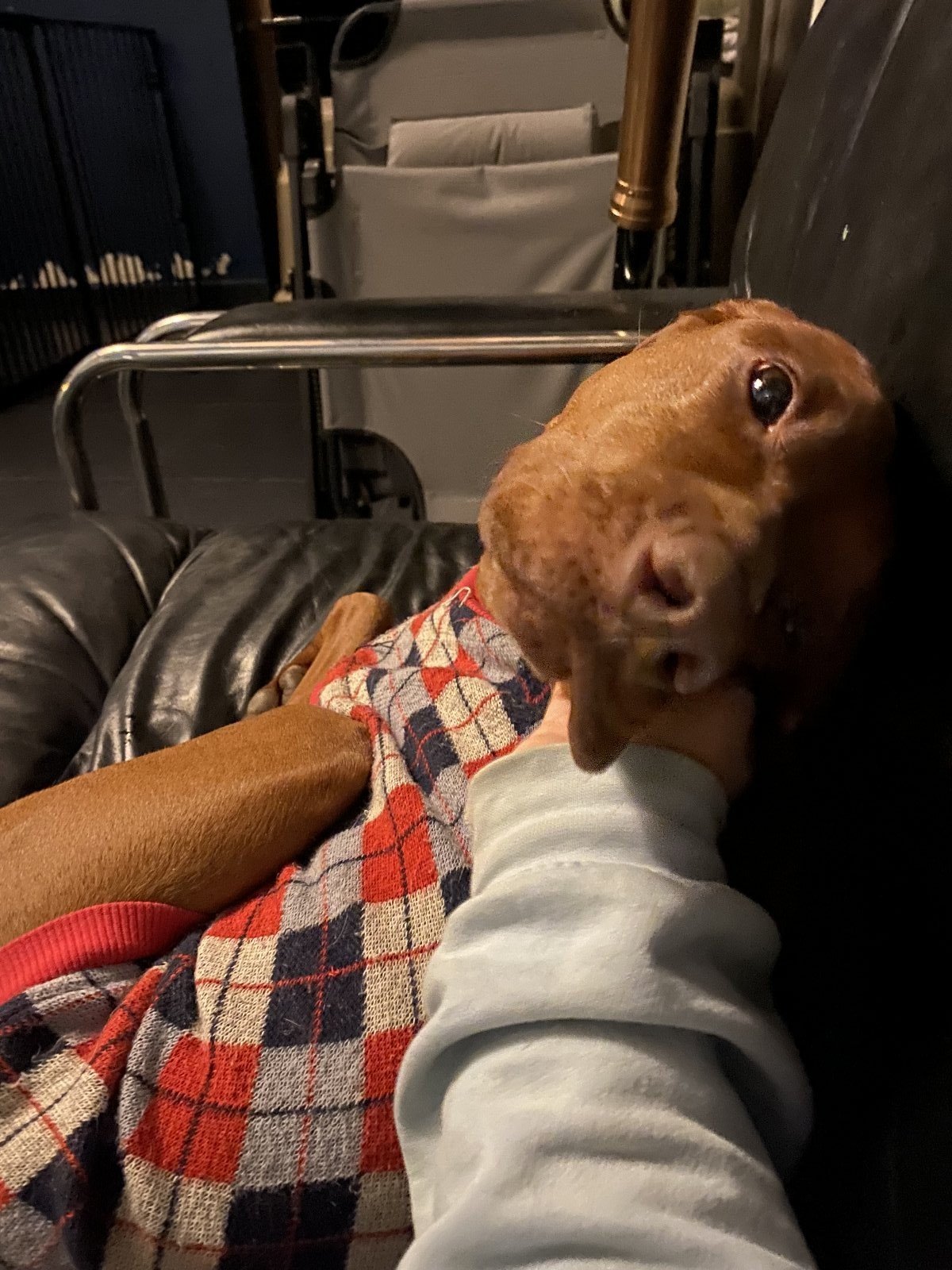 Rorie, pet sitter in Voorschoten, photo 5