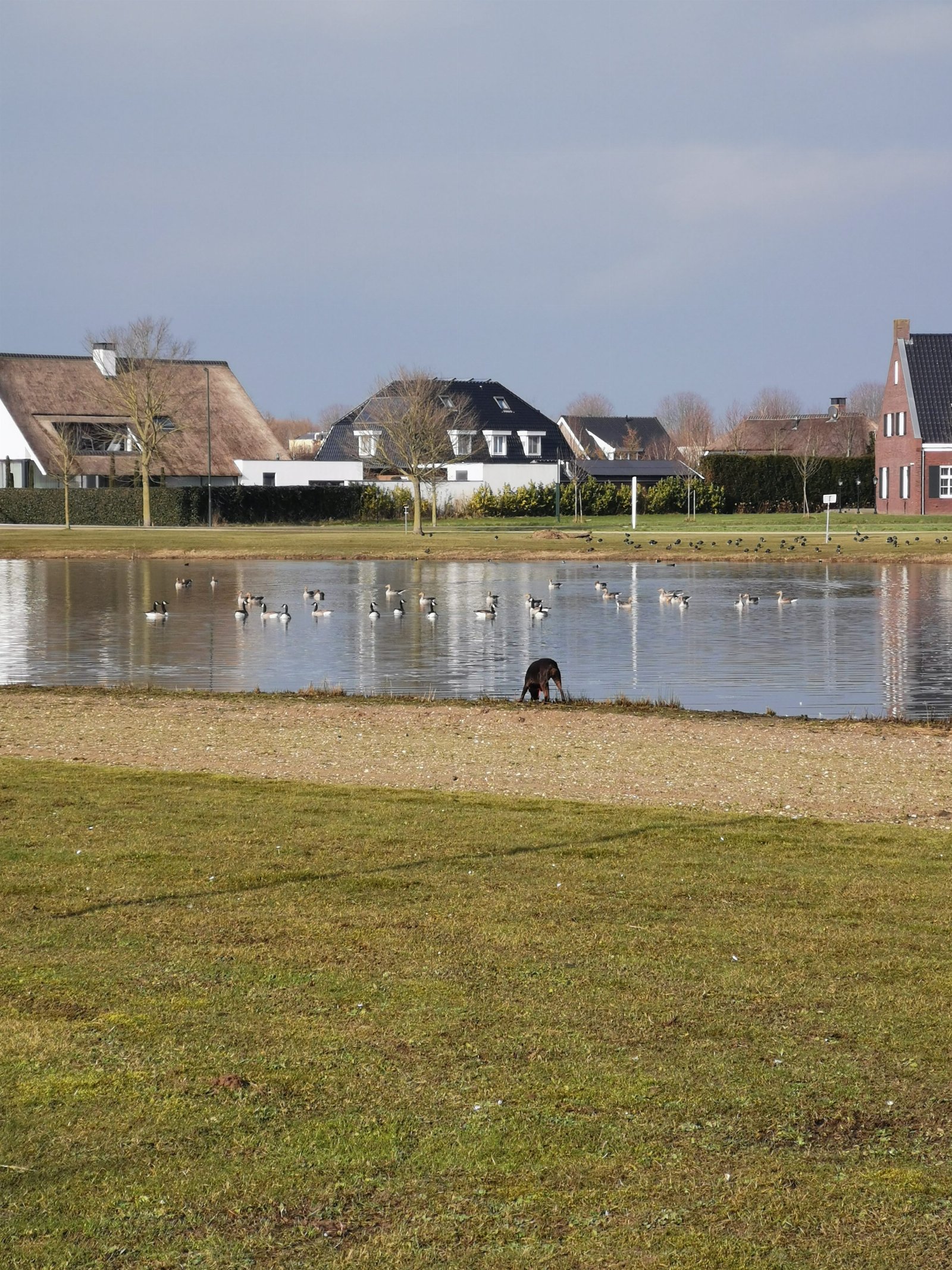Mansie, dierenoppas in Beuningen, foto 2