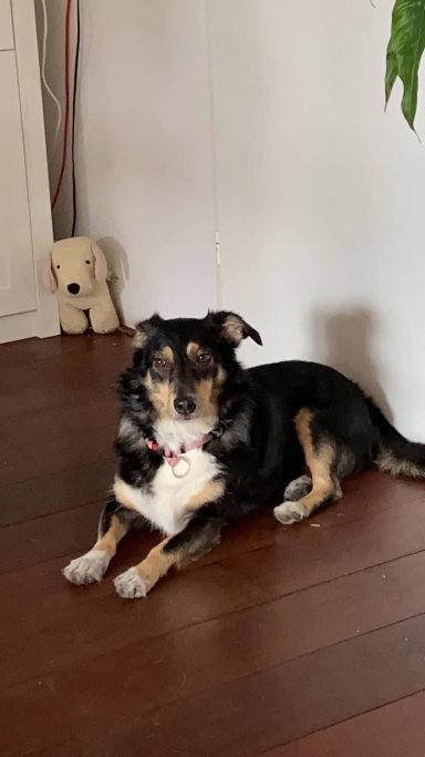 Valerie, pet sitter in Lelystad, photo 2