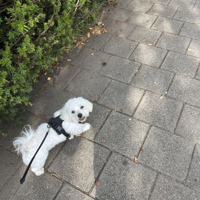 Amanda, pet sitter in Tilburg, photo 2