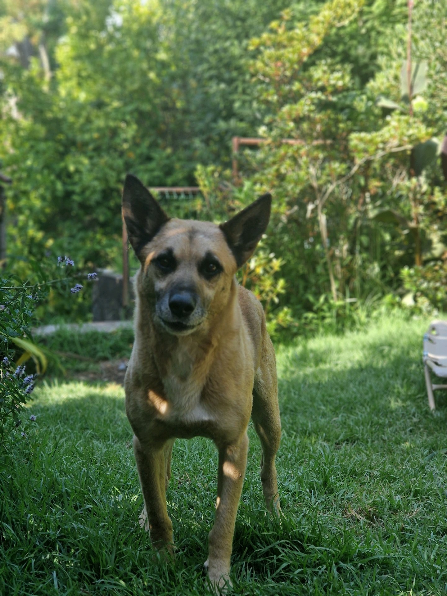 Disnelly, pet sitter in Rijswijk, photo 1