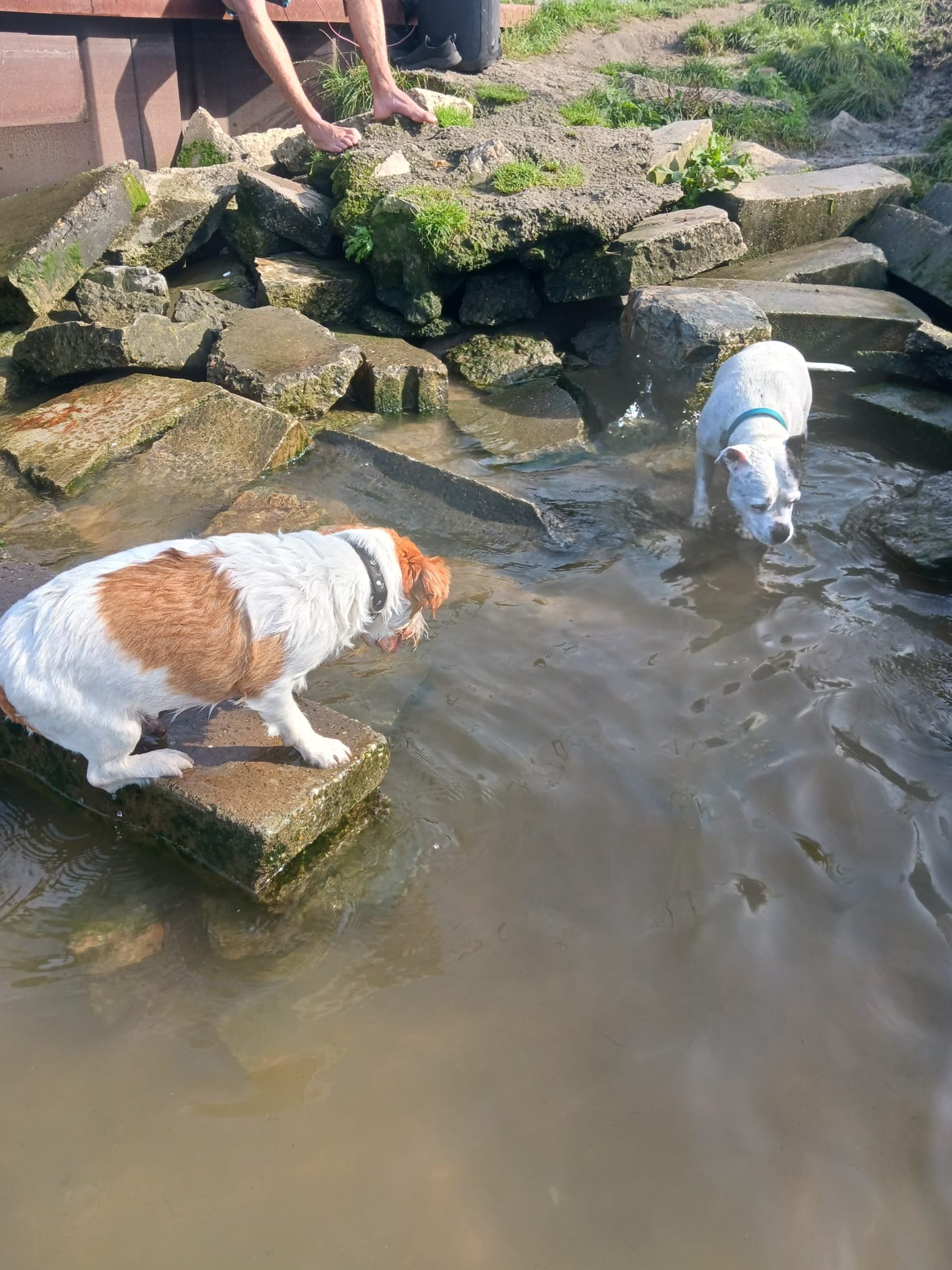 Erik, pet sitter in Rotterdam, photo 1