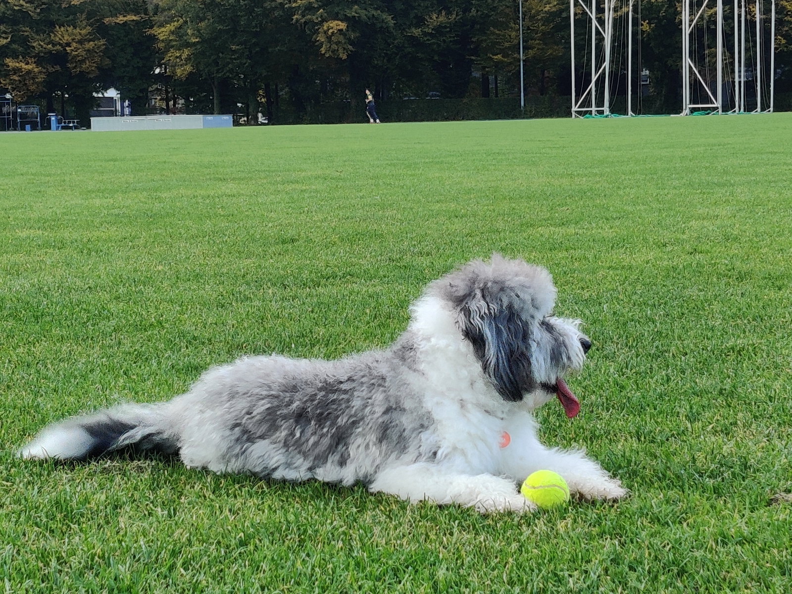 Han, pet sitter in Lelystad, photo 4