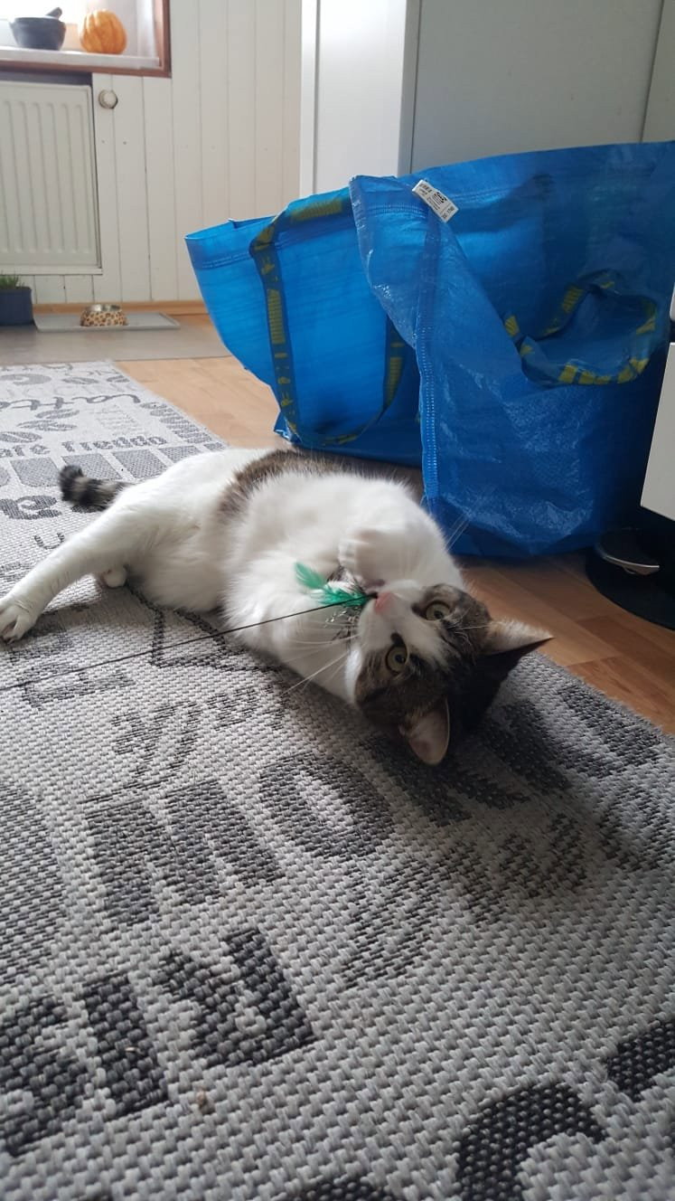 Sophie, Tiersitter in Berlin, Foto 3