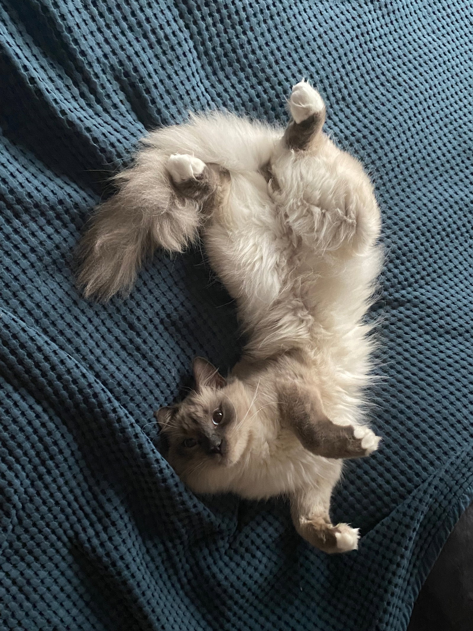 Marla, Tiersitter in Hamburg, Foto 1
