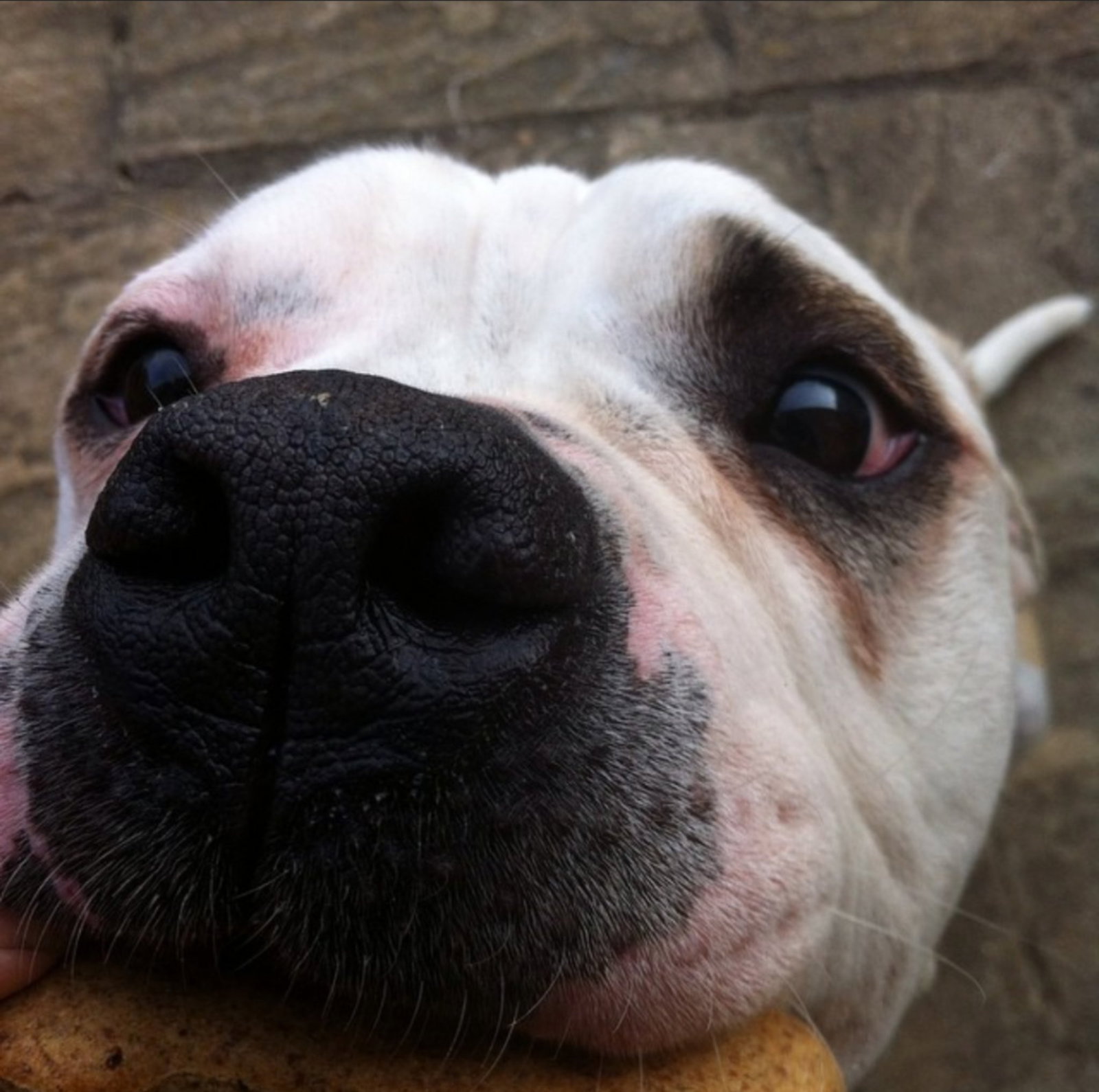 Janice, pet sitter in Lelystad, photo 2
