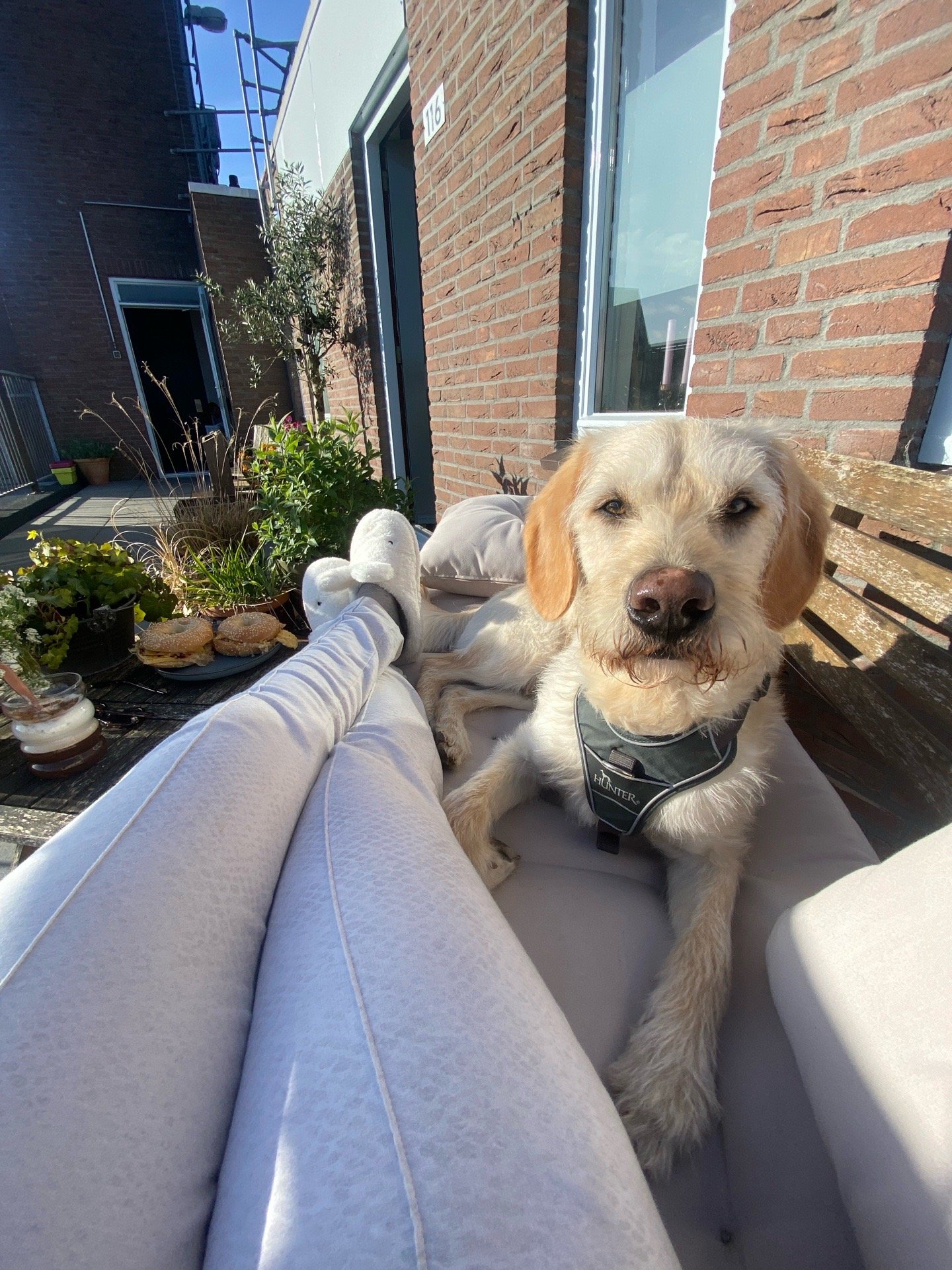 Anneroos, pet sitter in Utrecht, photo 4