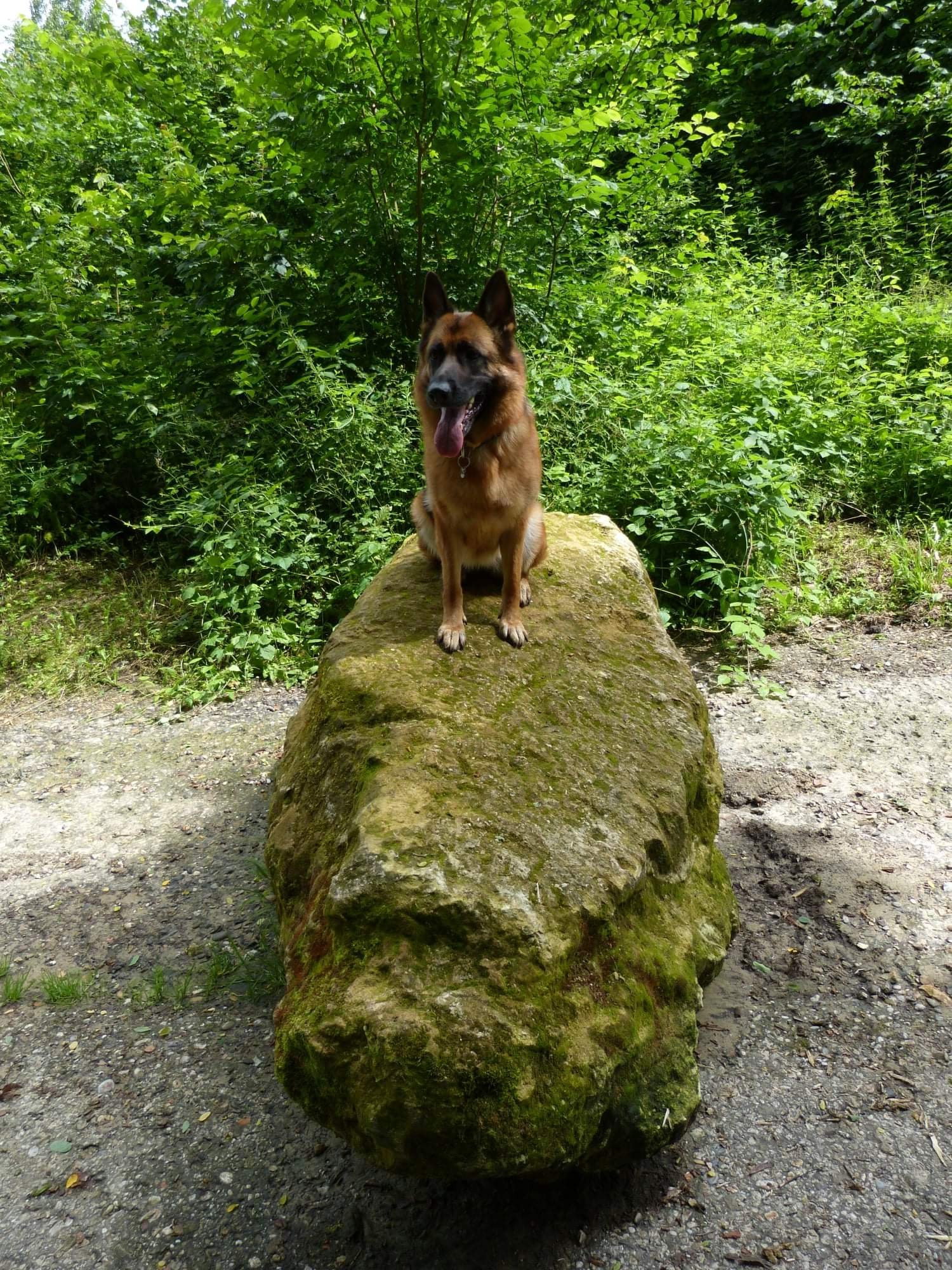 Nathalie, pet sitter in Heerlen, photo 4