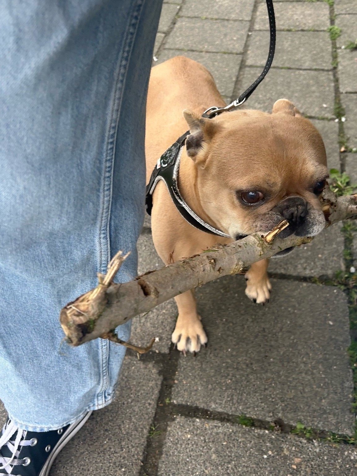 Merle, dierenoppas in Groningen, foto 3