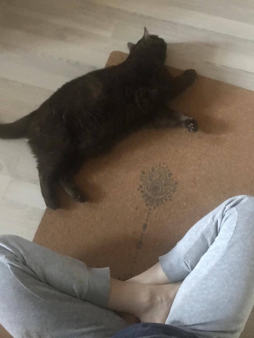 Anastasia, pet sitter in Amsterdam, photo 2