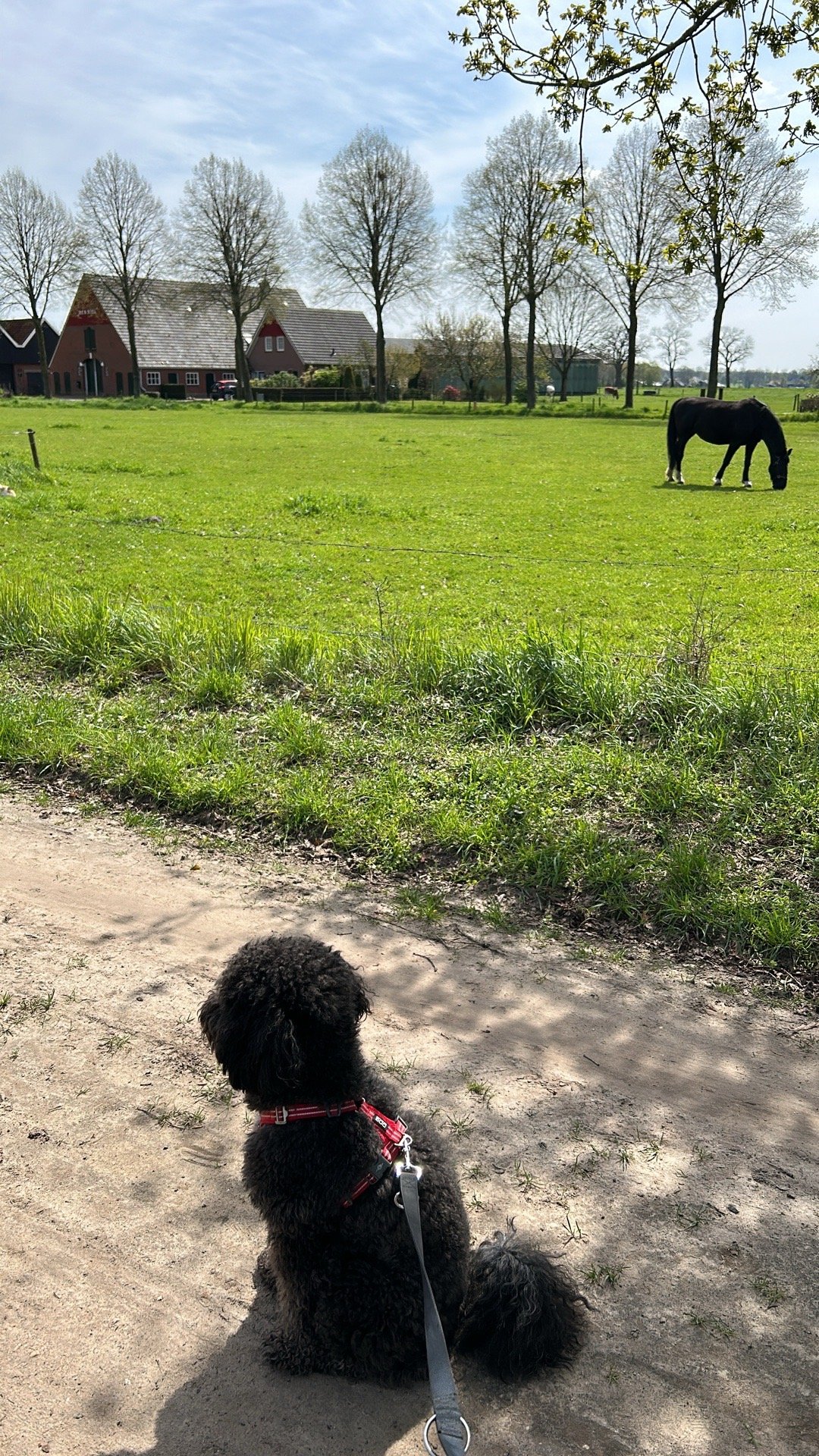 Dennis, pet sitter in Enschede, photo 2