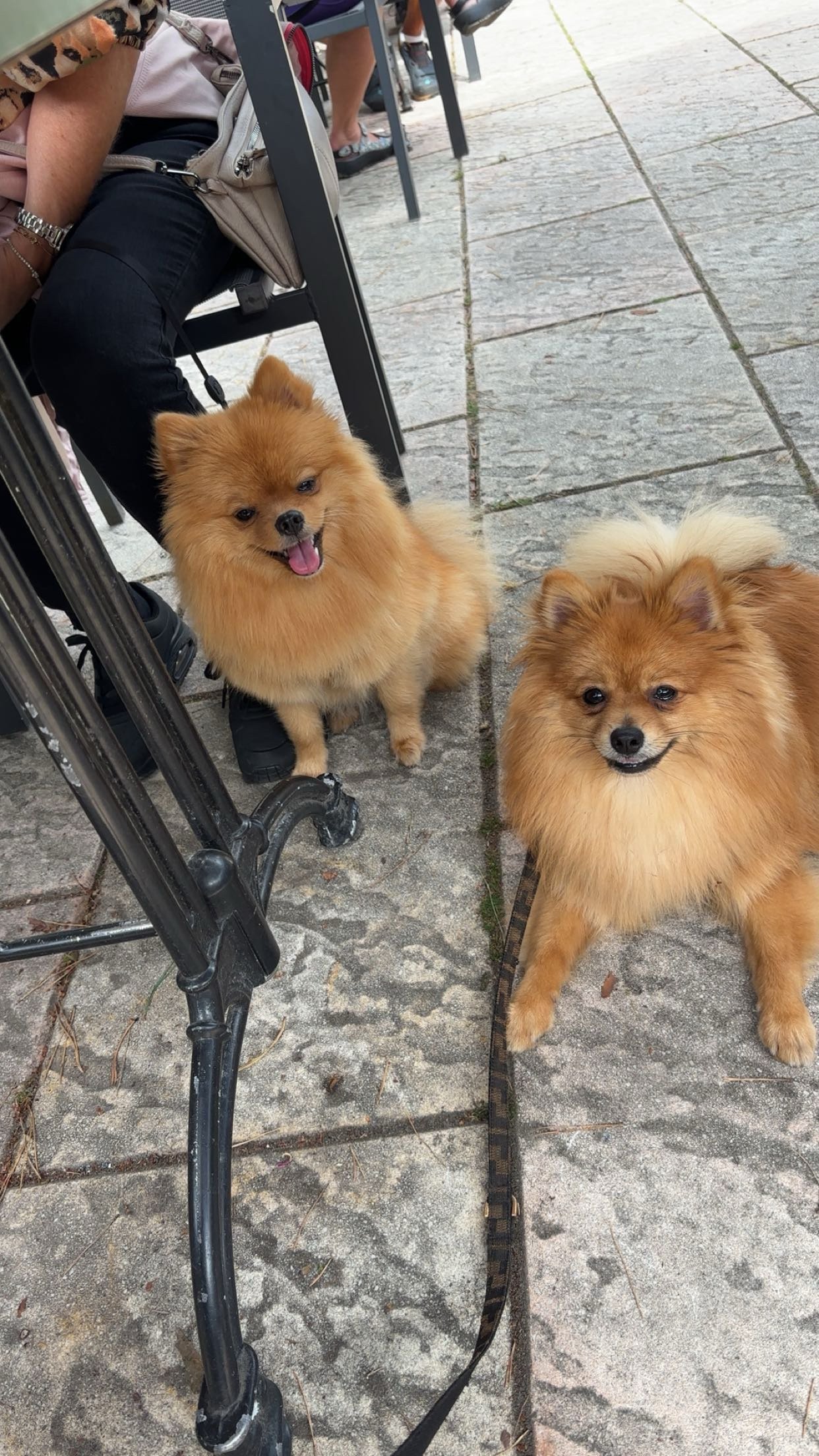 Sylvana, pet sitter in Valkenswaard, photo 4