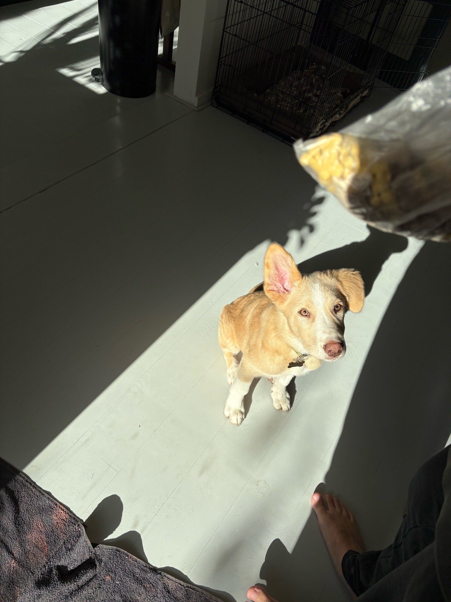 Nathalie, pet sitter in Amsterdam, photo 1