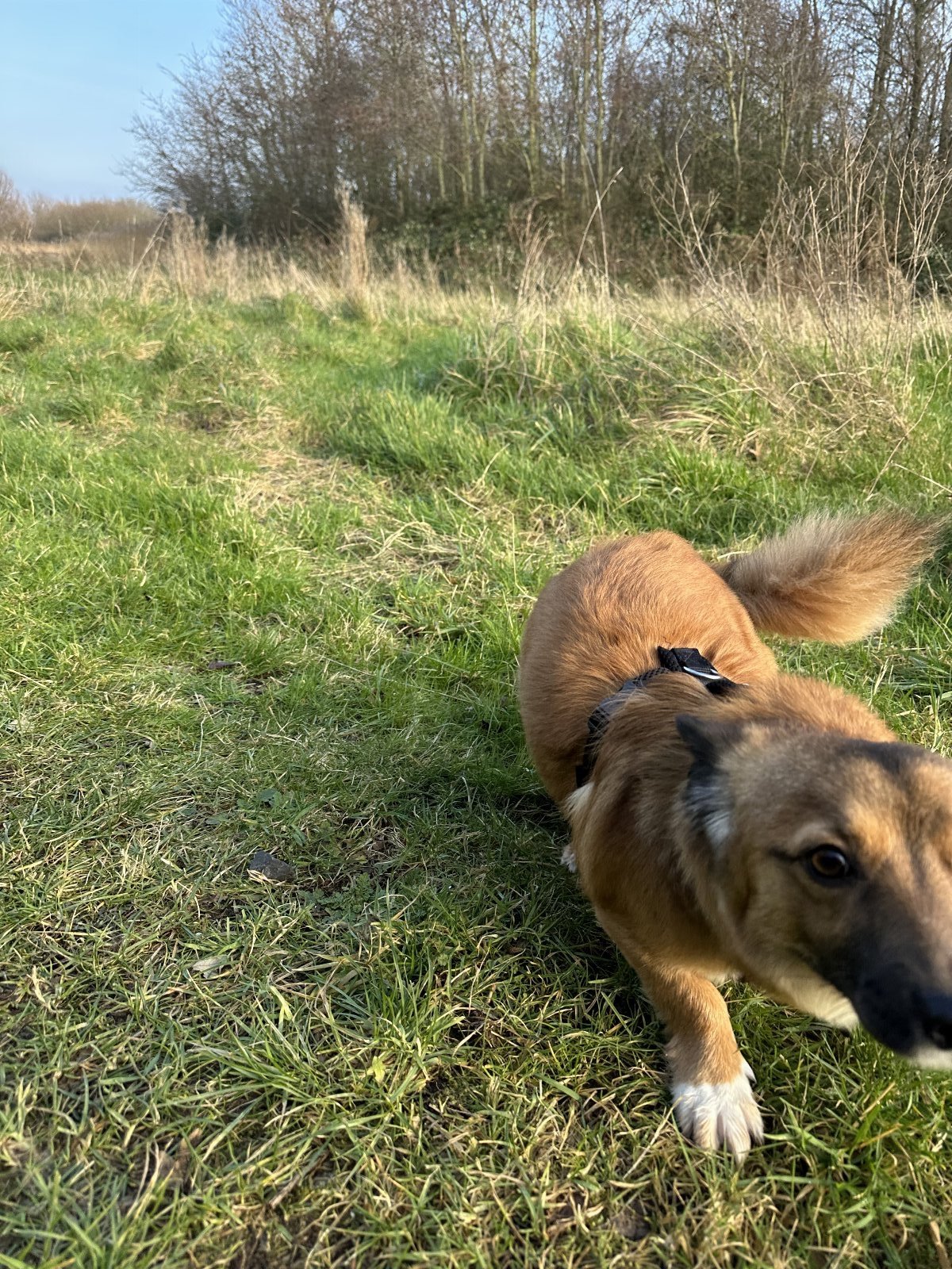 Niek, pet sitter in Vlissingen, photo 2