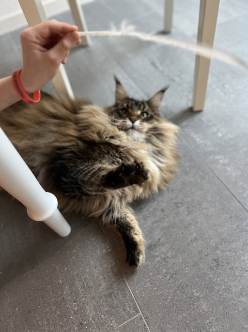 Tatiana, pet sitter in Maarssen, photo 3