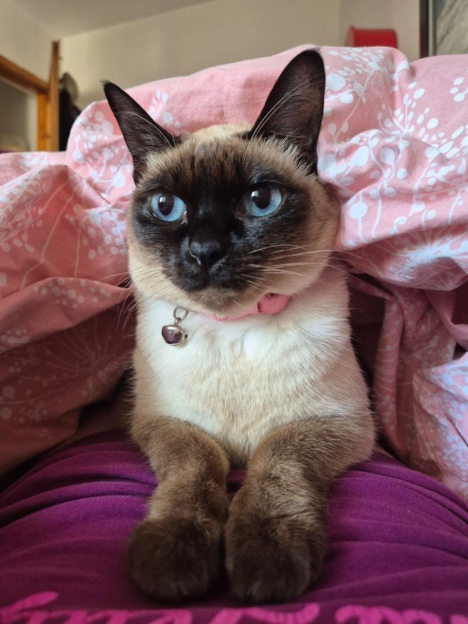 Duygu Nur, pet sitter in München, photo 3