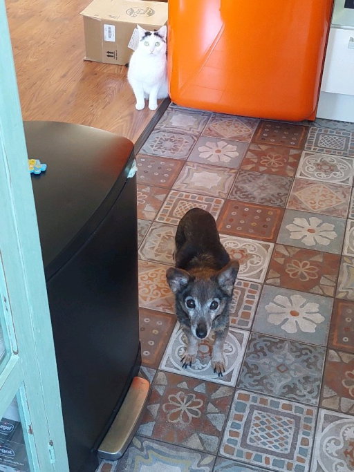 Roberto, pet sitter in Middelburg, photo 1