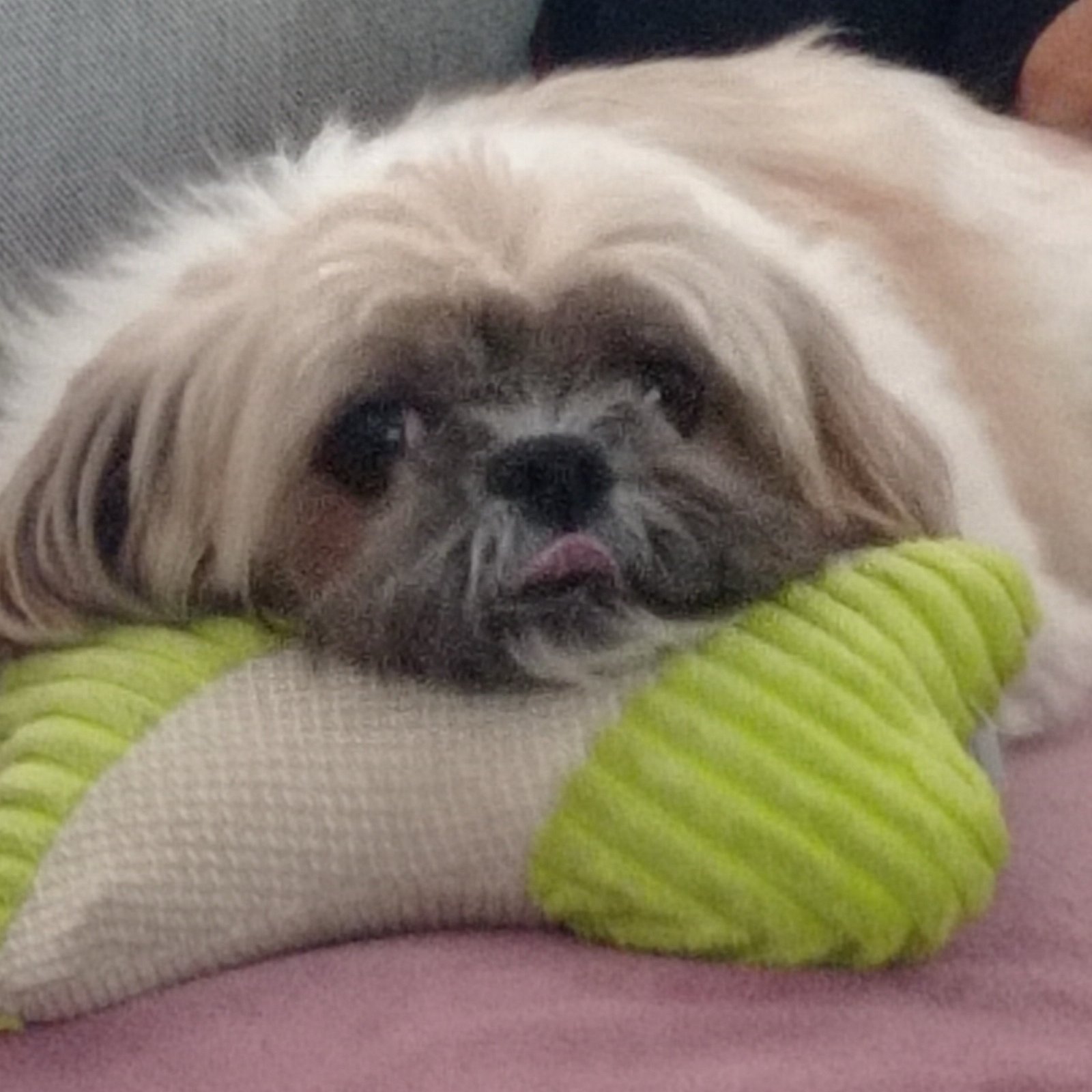 Alessandra, pet sitter in Amsterdam, photo 3