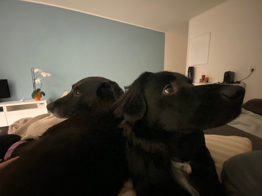 Dawn, pet sitter in 's-Gravenhage, photo 4