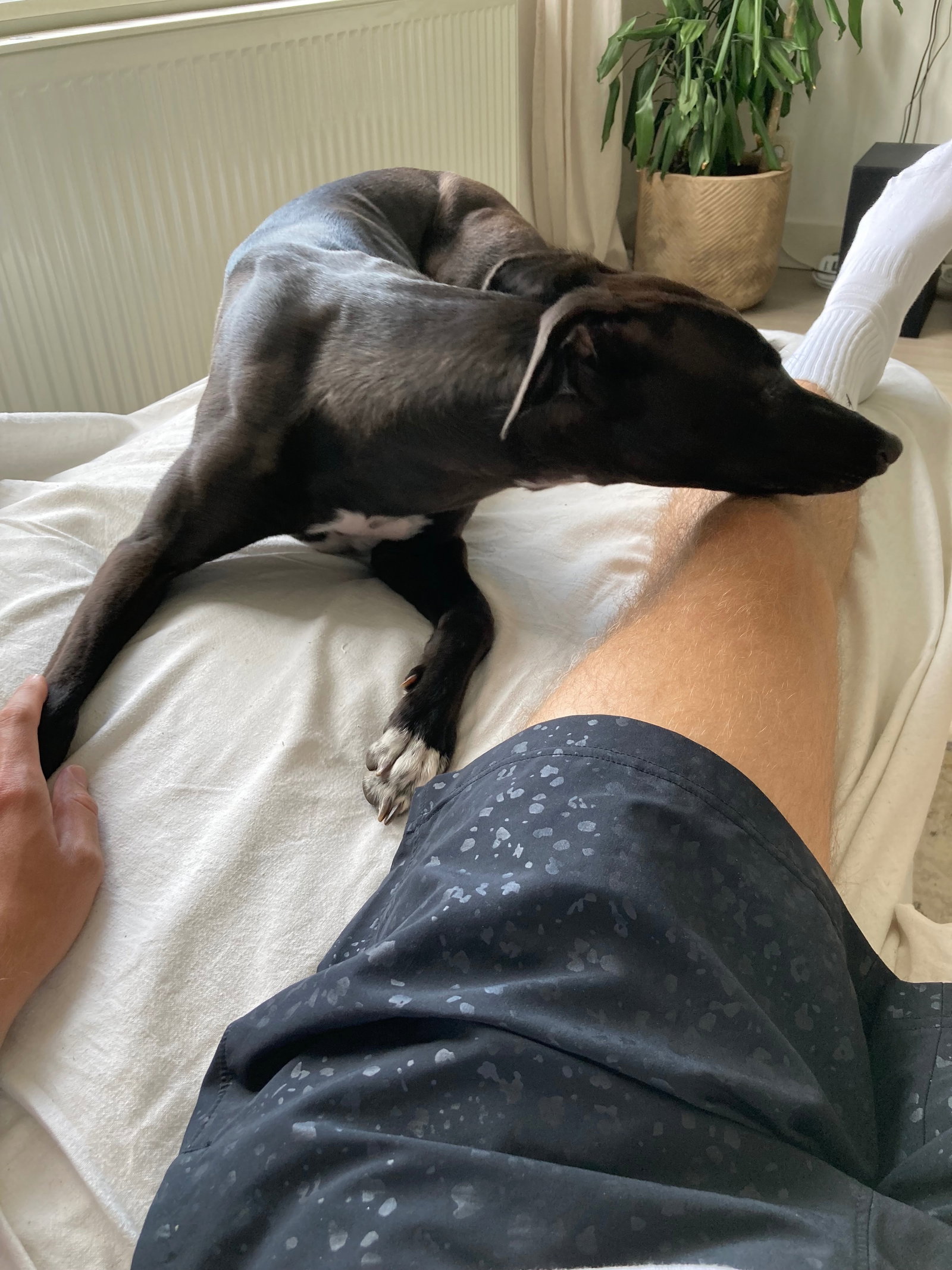 Rogier, pet sitter in 's-Gravenhage, photo 3