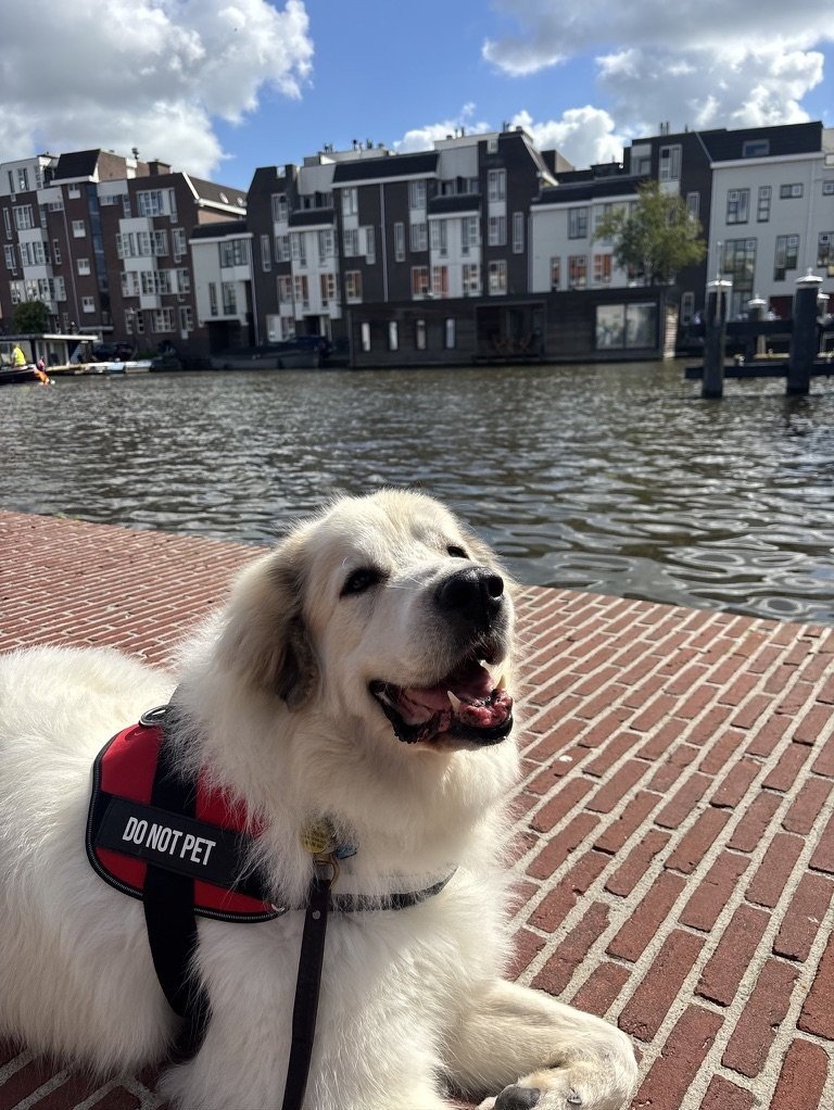 Aulbrey, pet sitter in Haarlem, photo 5