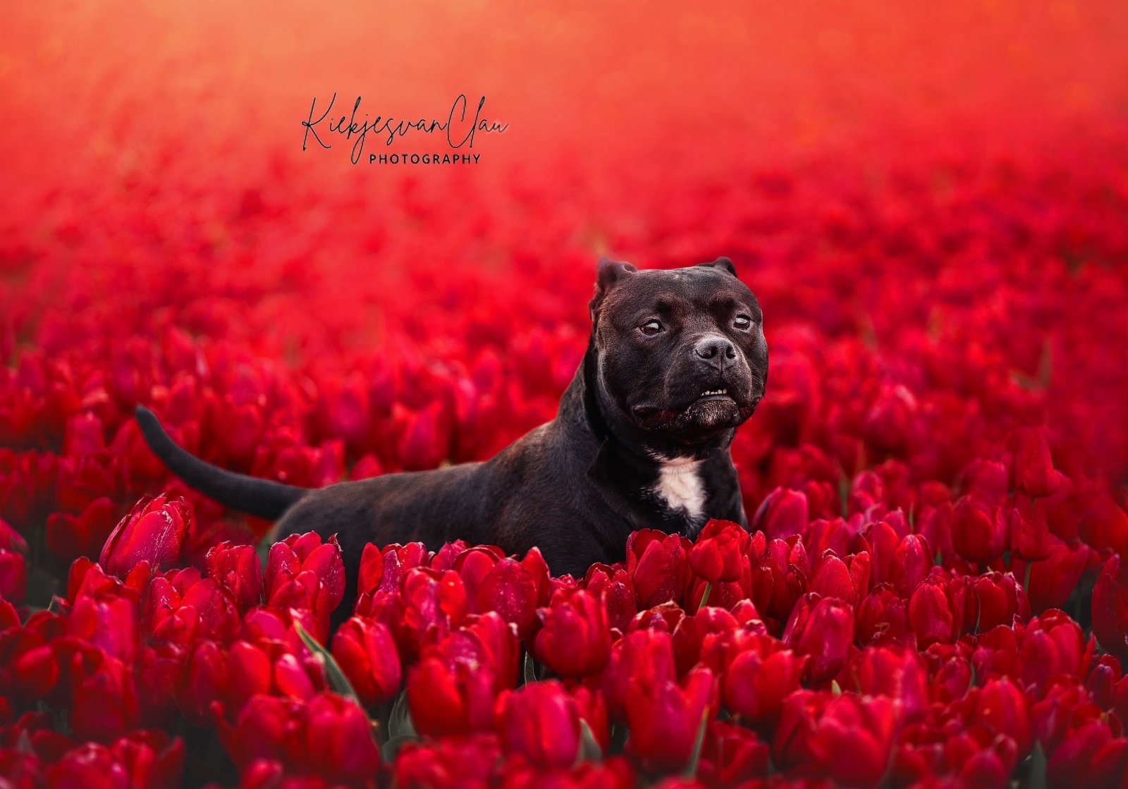 Kaylee, dierenoppas in Vlaardingen, foto 3
