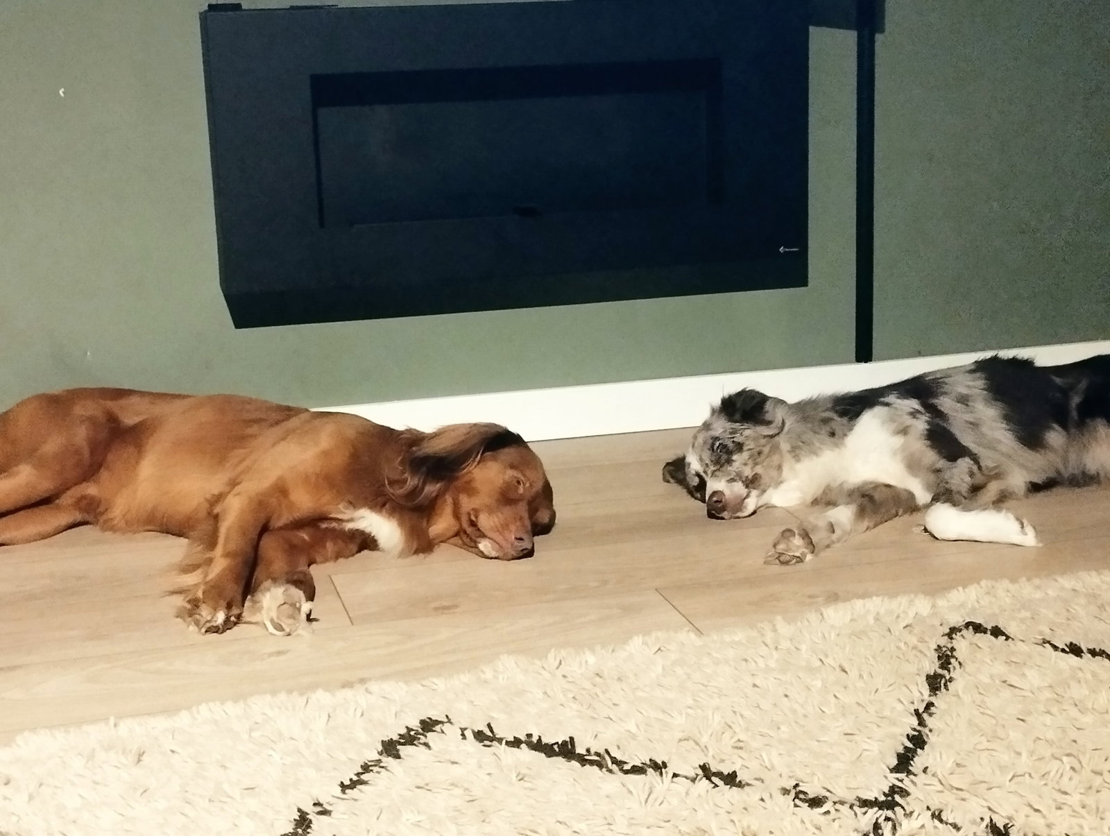 Ricardo, pet sitter in Lelystad, photo 4