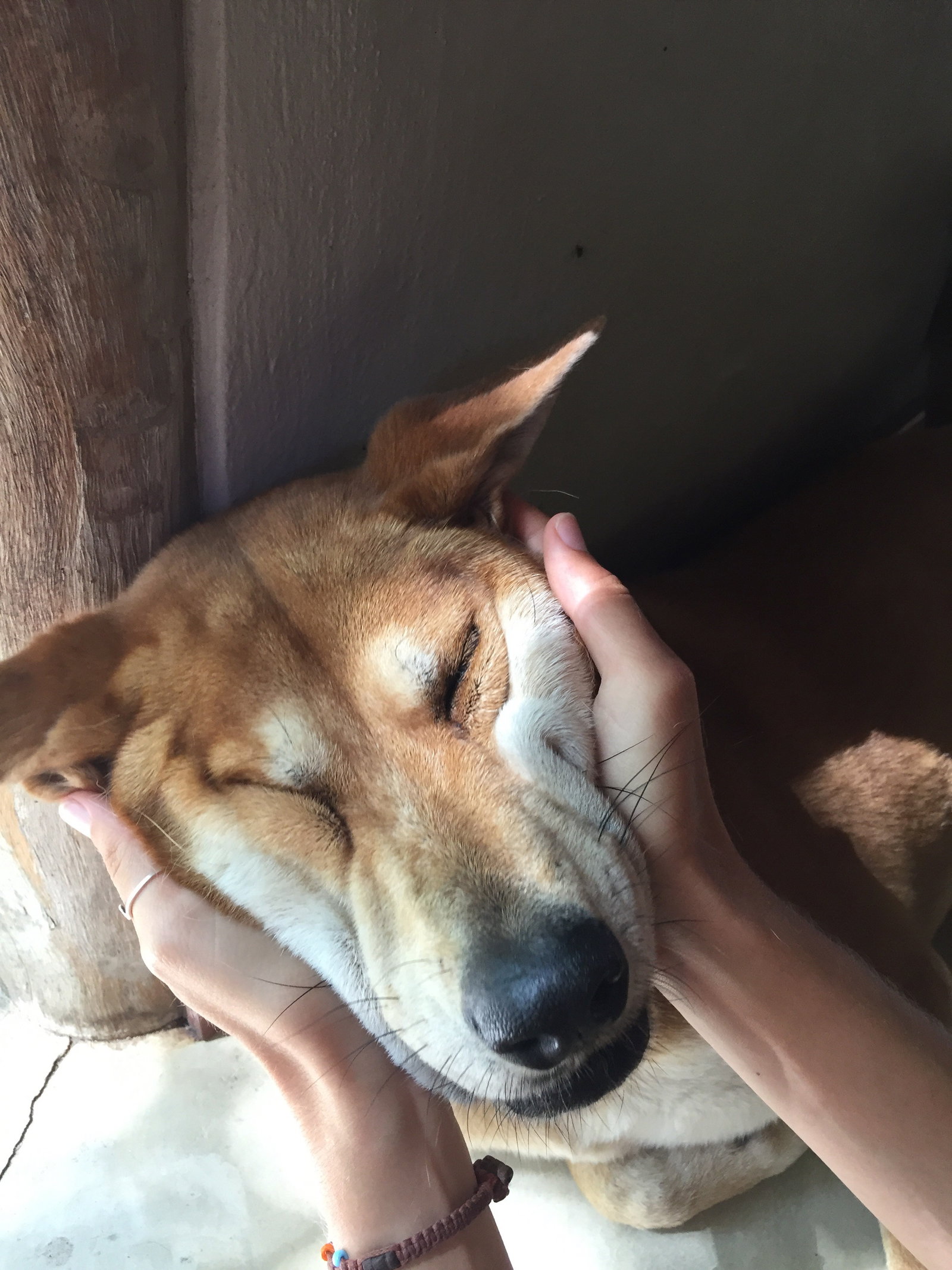 Nina, pet sitter in Amsterdam, photo 3