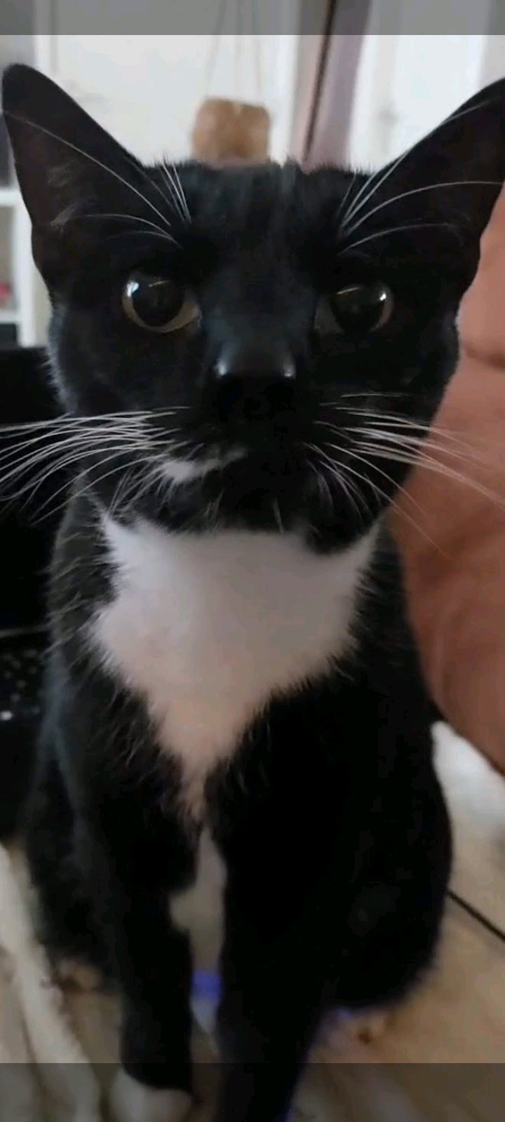 barend, pet sitter in Arnhem, photo 3
