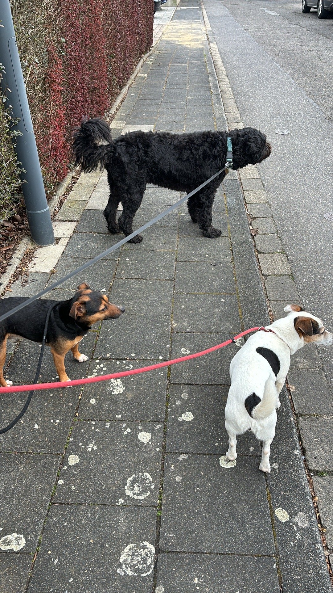 Sofia, pet sitter in Duisburg, photo 2