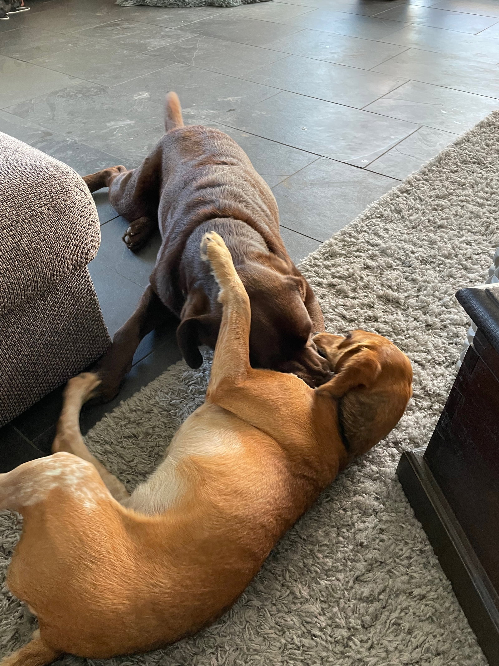 Paul, pet sitter in Slootdorp, photo 5