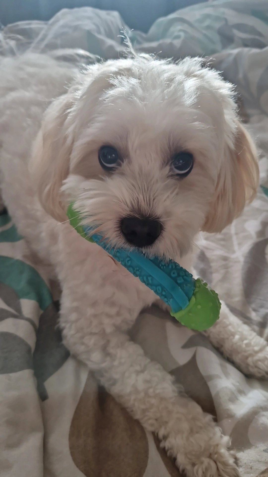 Mafe, pet sitter in 's-Gravenhage, photo 2