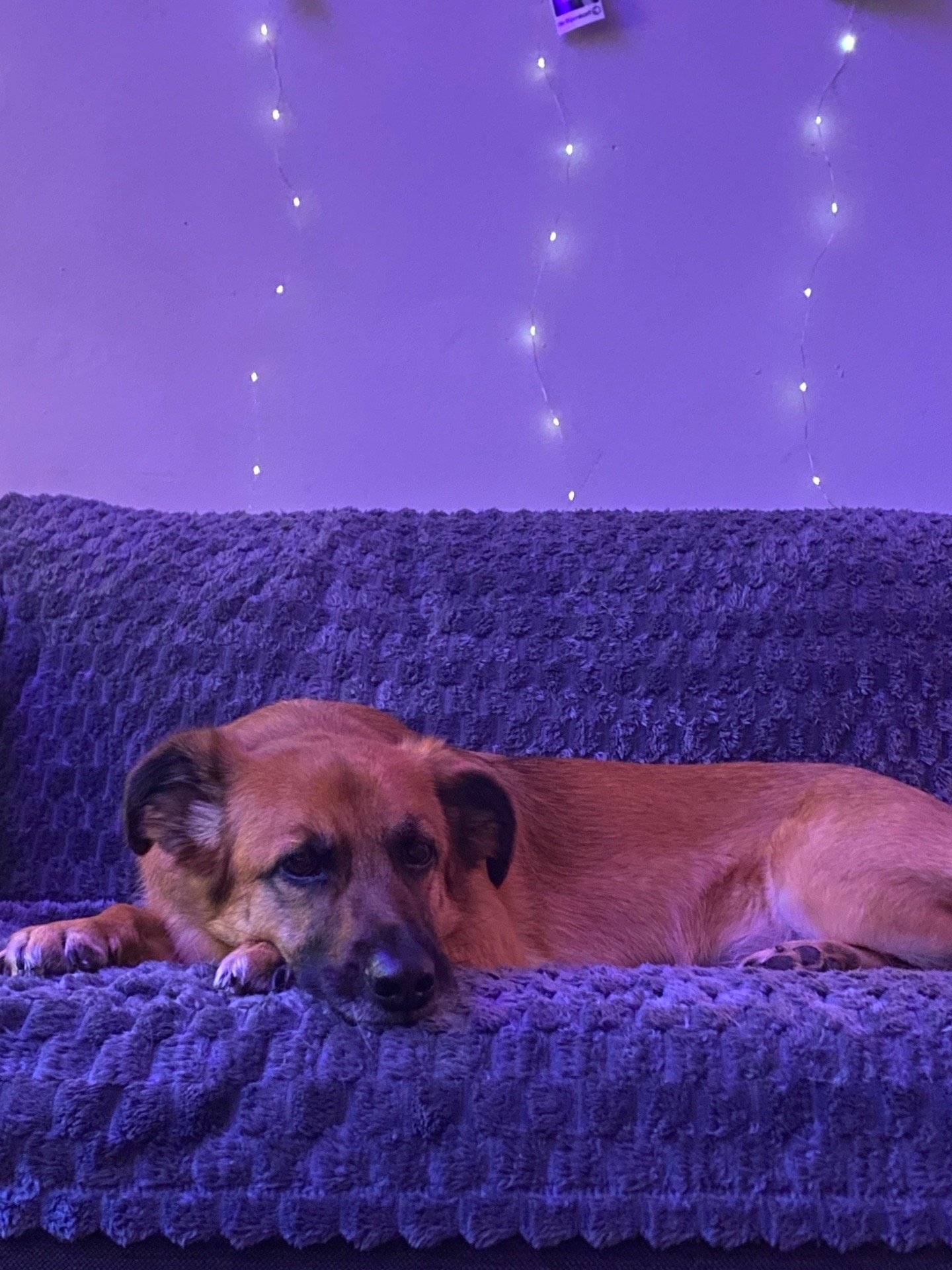Alejandro, pet sitter in Amsterdam, photo 1