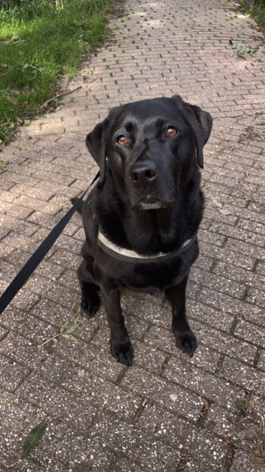 Jonne, pet sitter in Alkmaar, photo 2